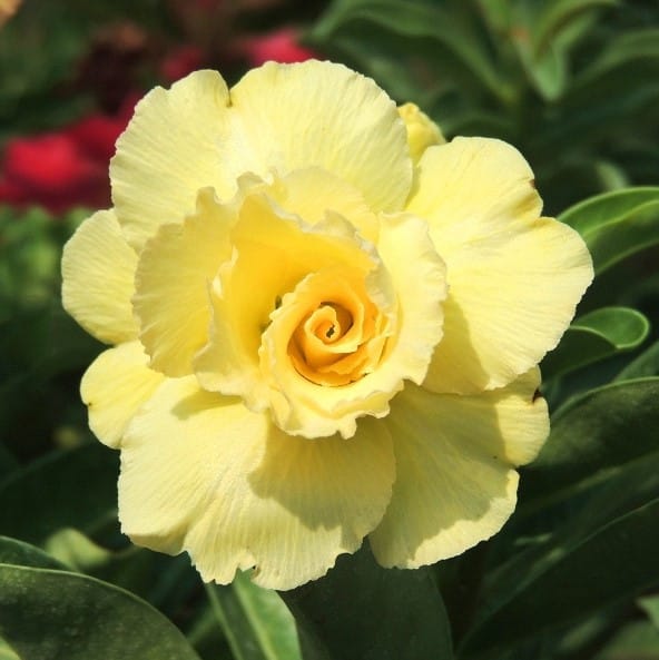 Adenium Obesum Desert Rose Seeds – Multi-Petals Desert Rose Flower Seeds for Garden Planting #088, 5 Seeds Pack