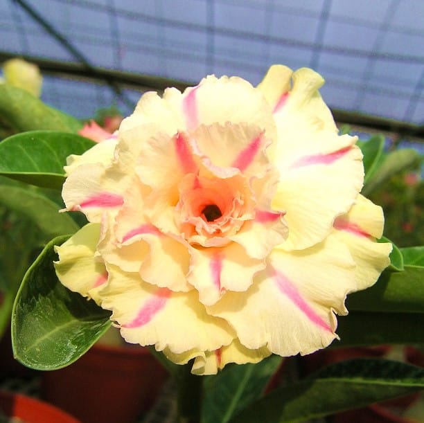 Adenium Obesum Desert Rose Seeds – Multi-Petals Desert Rose Flower Seeds for Garden Planting #090, 5 Seeds Pack