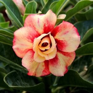 Adenium Obesum Desert Rose Seeds – Multi-Petals Desert Rose Flower Seeds for Garden Planting #092, 5 Seeds Pack