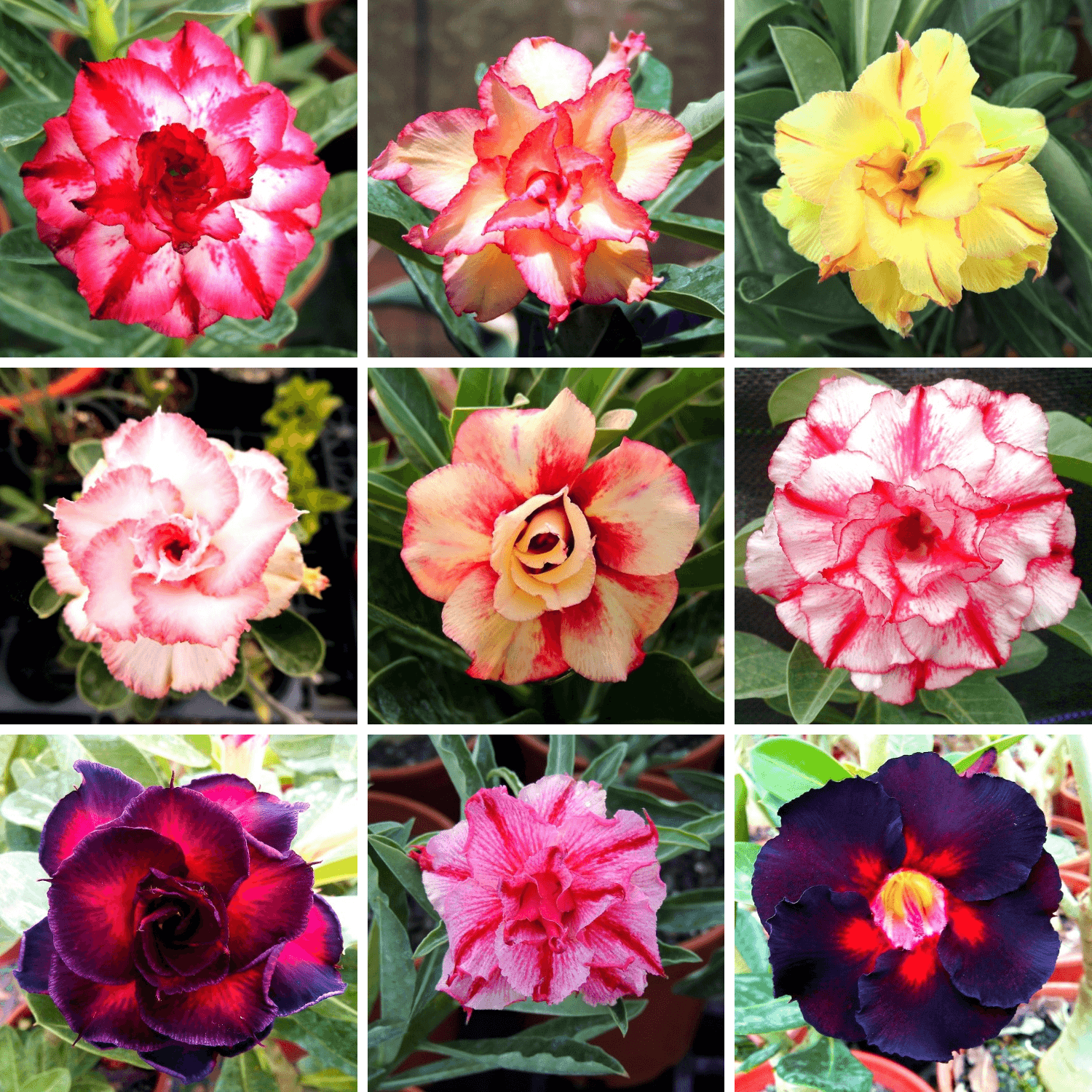 Adenium Obesum Desert Rose Bulb – Desert Rose Flower Bulb Plant Saplings for Garden Planting Set J, 1 Bulb Pack