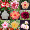 Adenium Obesum Desert Rose Bulb – Desert Rose Flower Bulb Plant Saplings for Garden Planting Set K, 1 Bulb Pack