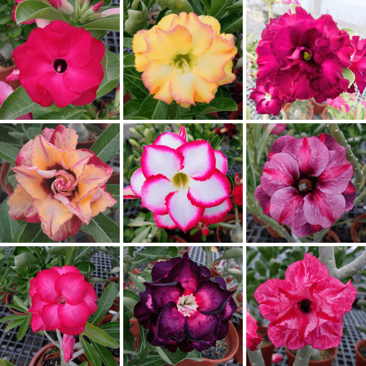 Adenium Obesum Desert Rose Bulb – Desert Rose Flower Bulb Plant Saplings for Garden Planting Set L, 1 Bulb Pack