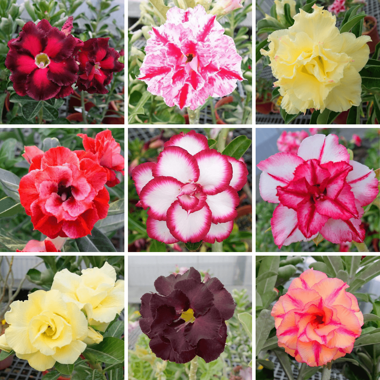 Adenium Obesum Desert Rose Bulb – Desert Rose Flower Bulb Plant Saplings for Garden Planting Set M, 1 Bulb Pack