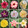 Adenium Obesum Desert Rose Bulb – Desert Rose Flower Bulb Plant Saplings for Garden Planting Set N, 1 Bulb Pack