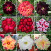 Adenium Obesum Desert Rose Bulb – Desert Rose Flower Bulb Plant Saplings for Garden Planting Set O, 1 Bulb Pack
