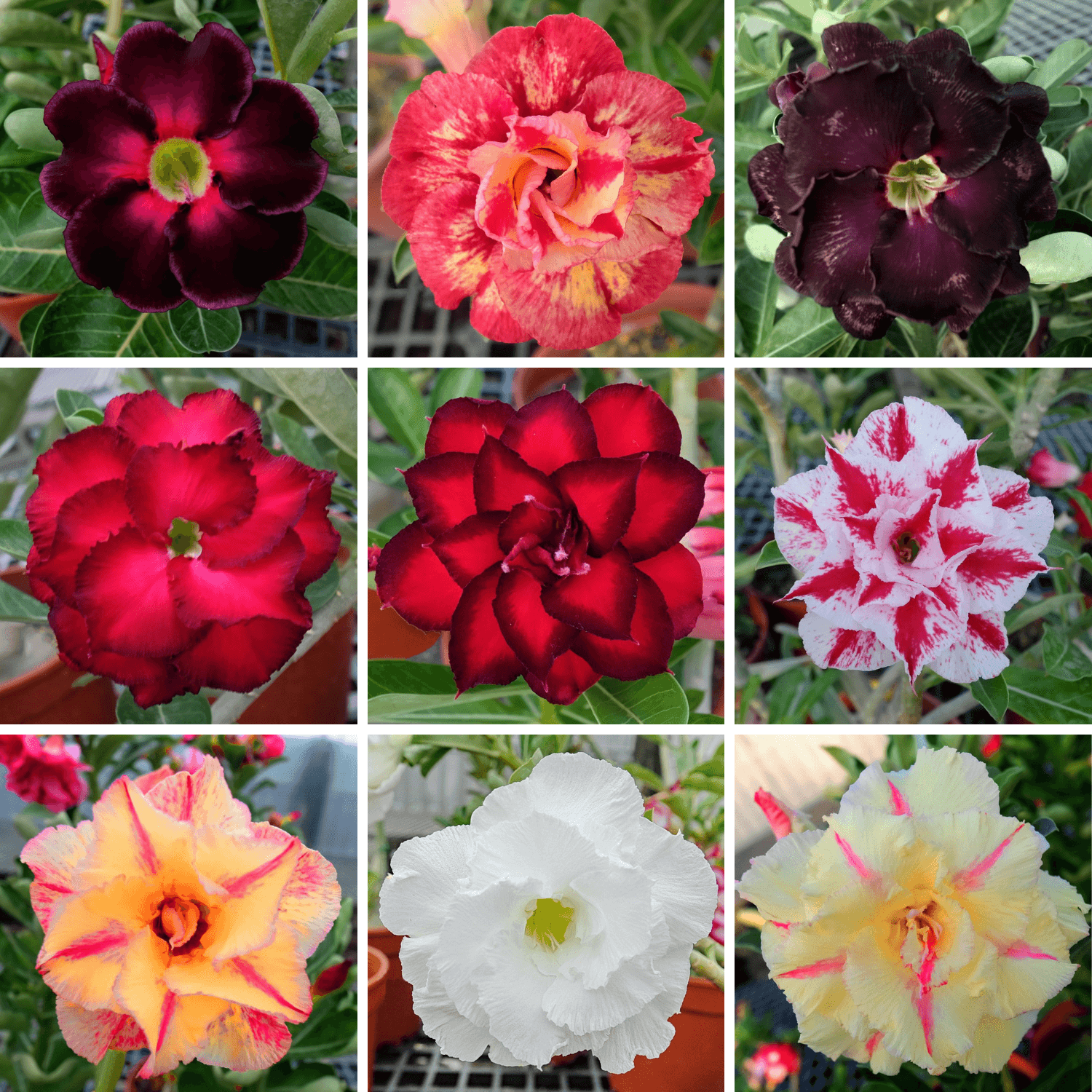 Adenium Obesum Desert Rose Bulb – Desert Rose Flower Bulb Plant Saplings for Garden Planting Set O, 1 Bulb Pack