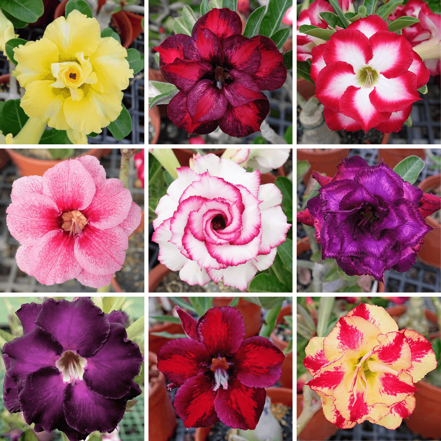 Adenium Obesum Desert Rose Bulb – Desert Rose Flower Bulb Plant Saplings for Garden Planting Set P, 1 Bulb Pack