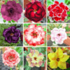 Adenium Obesum Desert Rose Bulb – Desert Rose Flower Bulb Plant Saplings for Garden Planting Set S, 1 Bulb Pack