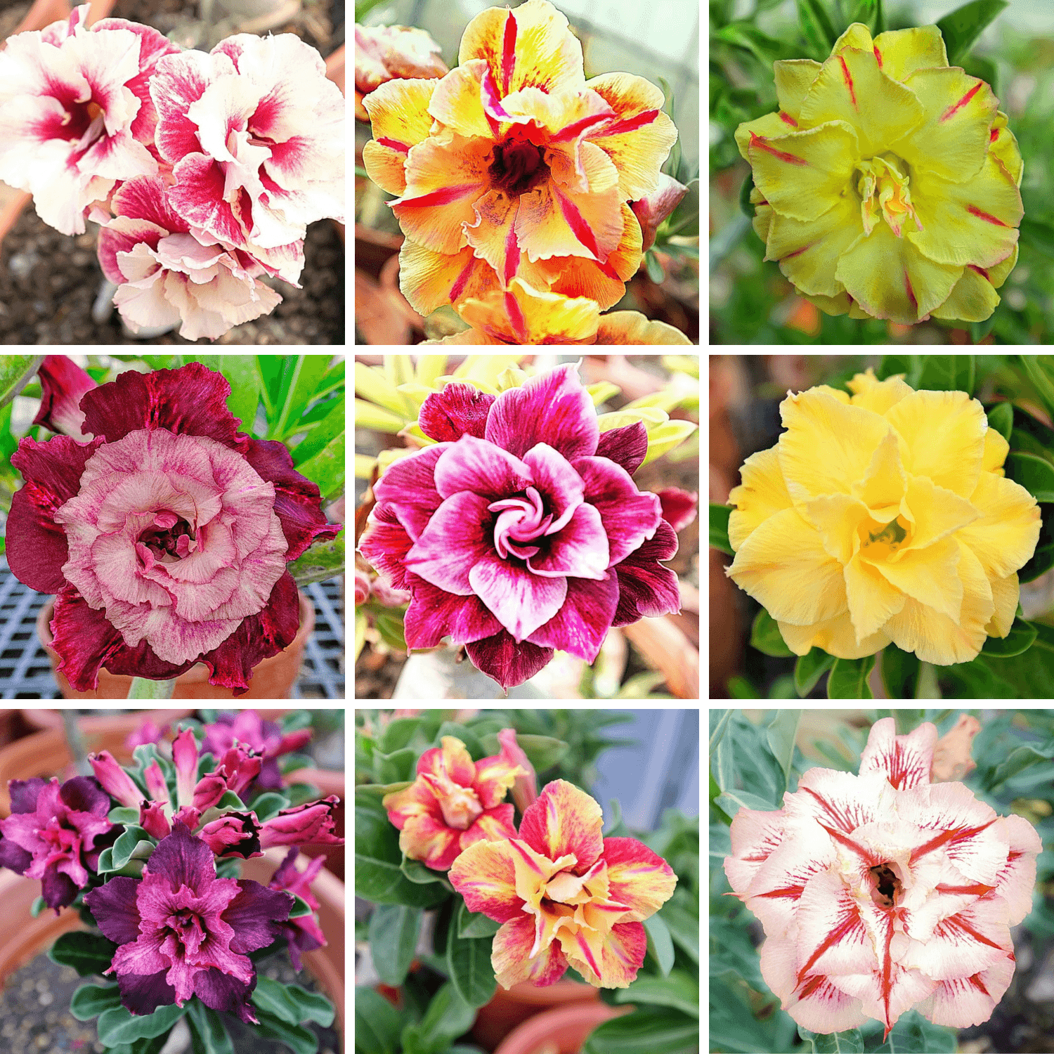 Adenium Obesum Desert Rose Bulb – Desert Rose Flower Bulb Plant Saplings for Garden Planting Set T, 1 Bulb Pack