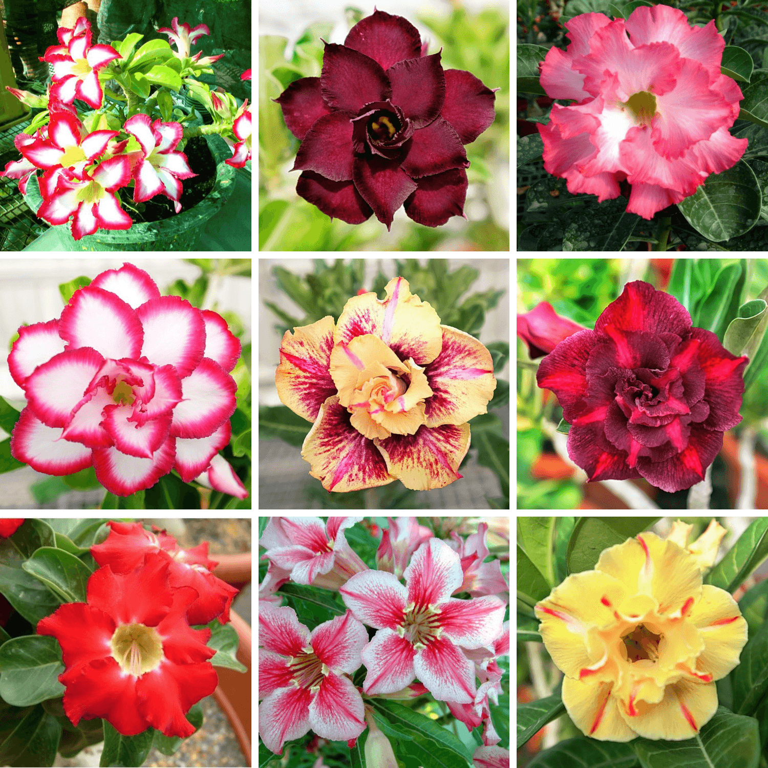 Adenium Obesum Desert Rose Bulb – Desert Rose Flower Bulb Plant Saplings for Garden Planting Set U, 1 Bulb Pack