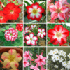 Adenium Obesum Desert Rose Bulb – Desert Rose Flower Bulb Plant Saplings for Garden Planting Set X, 1 Bulb Pack