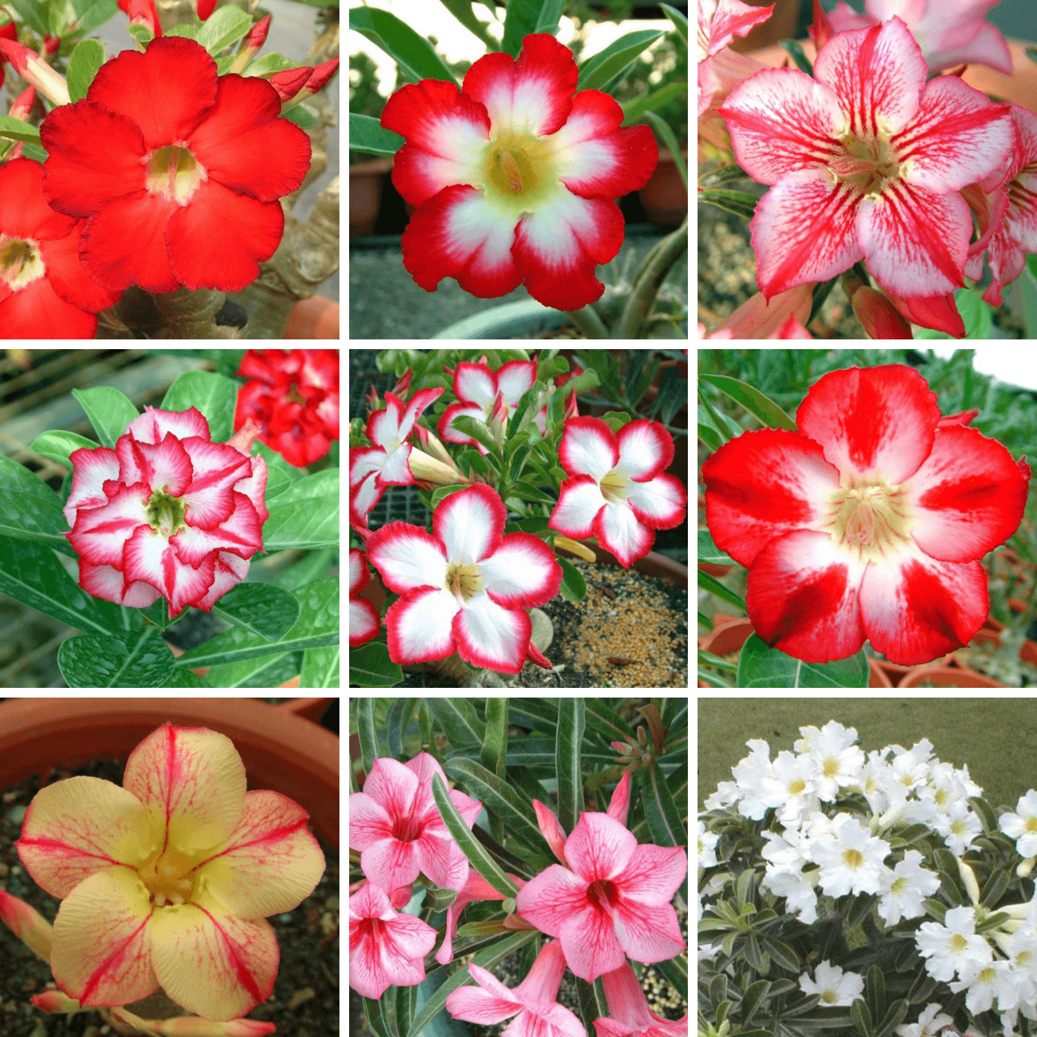 Adenium Obesum Desert Rose Bulb – Desert Rose Flower Bulb Plant Saplings for Garden Planting Set X, 1 Bulb Pack