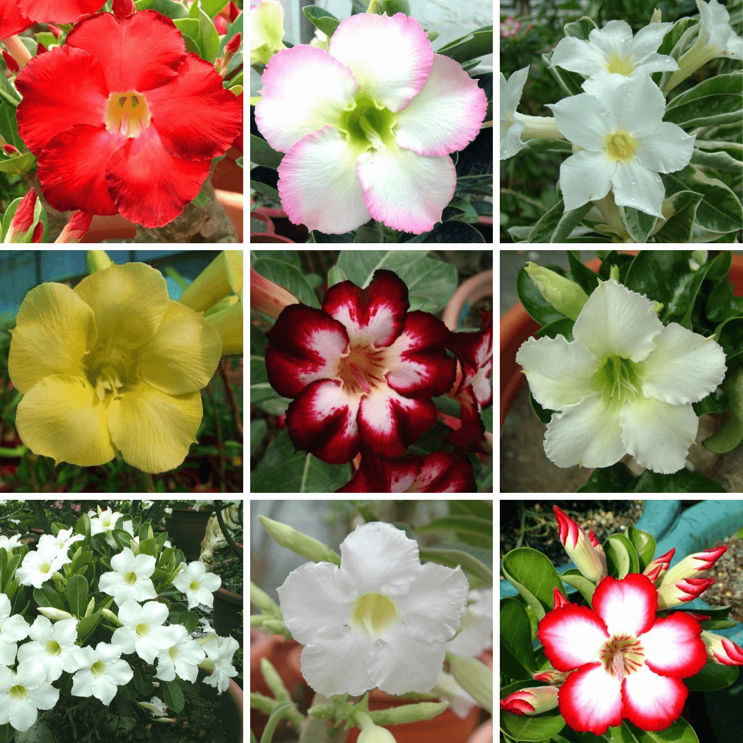 Adenium Obesum Desert Rose Bulb – Desert Rose Flower Bulb Plant Saplings for Garden Planting Set Y, 1 Bulb Pack