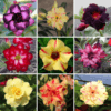 Adenium Obesum Desert Rose Bulb – Desert Rose Flower Bulb Plant Saplings for Garden Planting Set I, 1 Bulb Pack