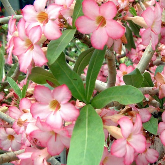 Adenium Obesum Desert Rose Bulb – Desert Rose Flower Bulb Plant Saplings for Garden Planting Set A, 1 Bulb Pack - Image 5