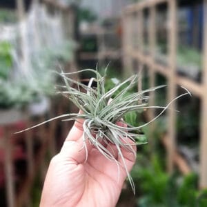 Tillandsia "Cotton Candy" Plant – Air Plant Succulent Plant for Indoor & Garden Planting