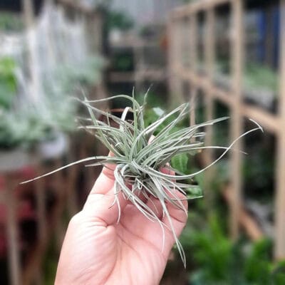 Tillandsia Stricta Plant – Air Plant Succulent Plant for Indoor & Garden Planting