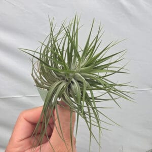 Alternative view of Tillandsia "Cotton Candy" Plant – Air Plant Succulent Plant for Indoor & Garden Planting
