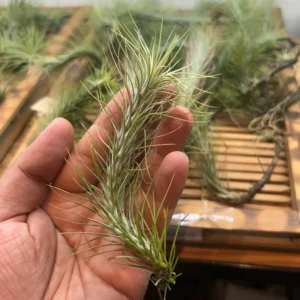 Alternative view of Tillandsia "Funckiana" Plant – Air Plant Succulent Plant for Indoor & Garden Planting