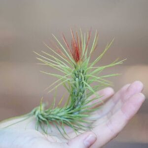 Tillandsia "Funckiana" Plant – Air Plant Succulent Plant for Indoor & Garden Planting