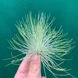 Alternative view of Tillandsia Andreana Plant– Air Plant Succulent Plant for Indoor & Garden Planting