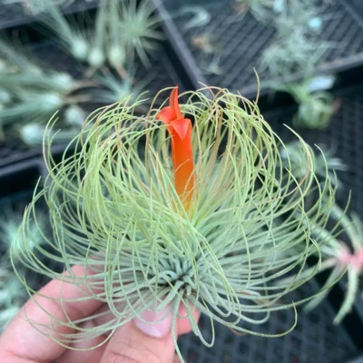 Tillandsia Andreana Plant– Air Plant Succulent Plant for Indoor & Garden Planting