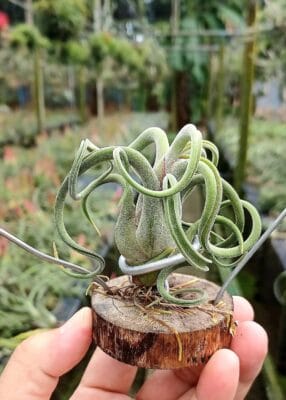 Tillandsia Caput "Medusae" Plant – Air Plant Succulent Plant for Indoor & Garden Planting