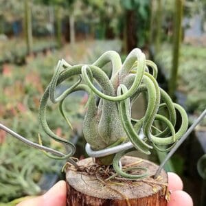 Tillandsia Caput "Medusae" Plant – Air Plant Succulent Plant for Indoor & Garden Planting