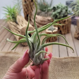 Alternative view of Tillandsia Caput "Medusae" Plant – Air Plant Succulent Plant for Indoor & Garden Planting