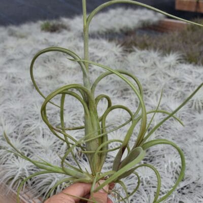 Tillandsia Intermedia Plant– Air Plant Succulent Plant for Indoor & Garden Planting
