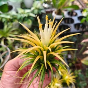 Alternative view of Tillandsia Ionantha "Druid" Plant – Air Plant Succulent Plant for Indoor & Garden Planting