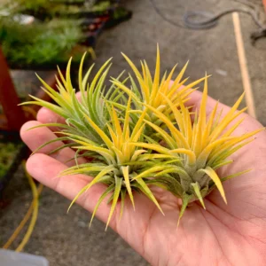 Tillandsia Ionantha "Druid" Plant – Air Plant Succulent Plant for Indoor & Garden Planting