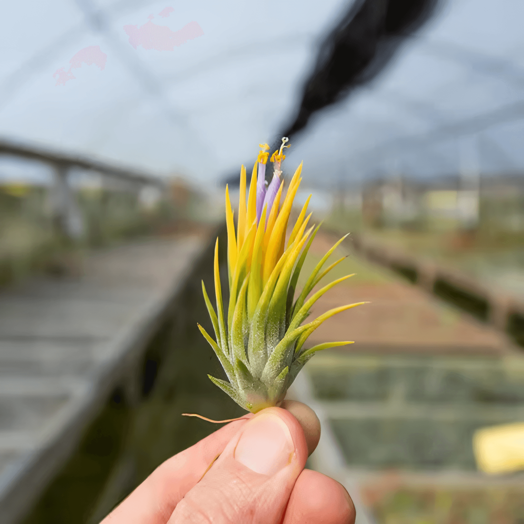 Tillandsia Ionantha “Fuego Yellow” Plant – Air Plant Succulent 