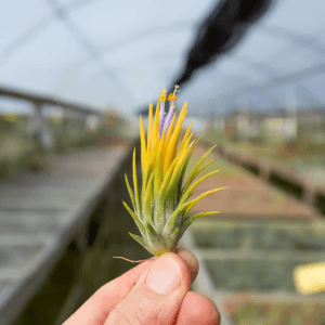 Alternative view of Tillandsia Ionantha "Fuego Yellow" Plant – Air Plant Succulent Plant for Indoor & Garden Planting