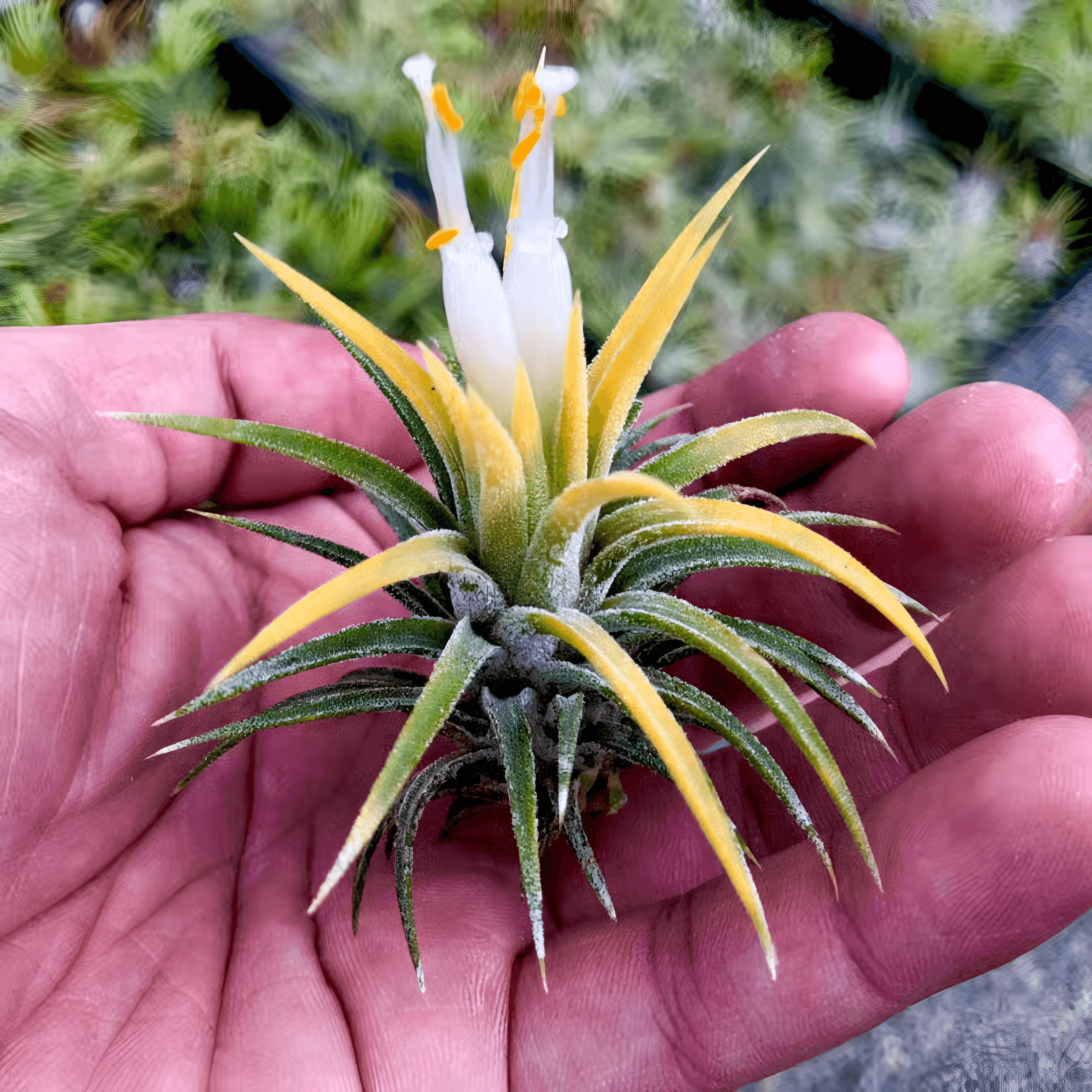 Tillandsia Ionantha "Fuego Yellow" Plant – Air Plant Succulent Plant for Indoor & Garden Planting