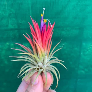 Alternative view of Tillandsia Ionantha "Fuego" Plant – Air Plant Succulent Plant for Indoor & Garden Planting