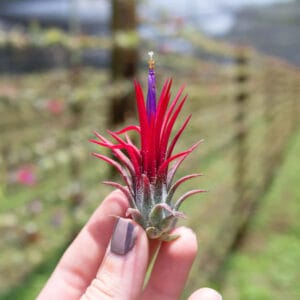 Tillandsia Ionantha "Fuego" Plant – Air Plant Succulent Plant for Indoor & Garden Planting