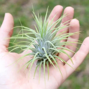 Alternative view of Tillandsia Ionantha "Green" Plant – Air Plant Succulent Plant for Indoor & Garden Planting