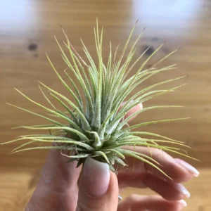 Tillandsia Ionantha "Green" Plant – Air Plant Succulent Plant for Indoor & Garden Planting