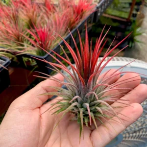 Alternative view of Tillandsia Ionantha "Red" Plant – Air Plant Succulent Plant for Indoor & Garden Planting