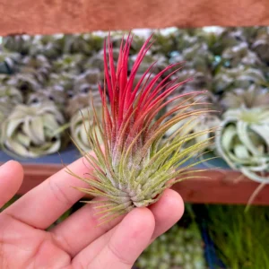 Tillandsia Ionantha "Red" Plant – Air Plant Succulent Plant for Indoor & Garden Planting