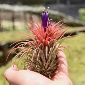 Tillandsia Ionantha "Rubra" Plant– Air Plant Succulent Plant for Indoor & Garden Planting
