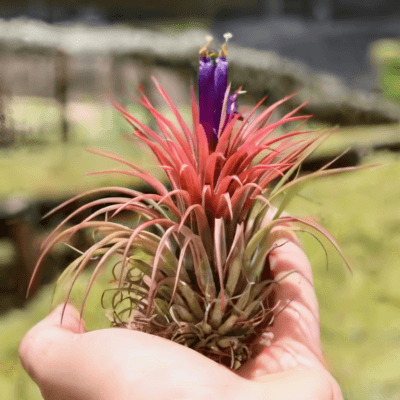 Tillandsia Ionantha "Rubra" Plant– Air Plant Succulent Plant for Indoor & Garden Planting