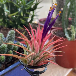 Alternative view of Tillandsia Ionantha "Rubra" Plant– Air Plant Succulent Plant for Indoor & Garden Planting