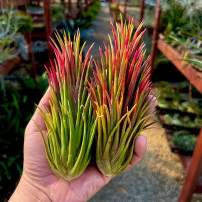 Tillandsia Ionantha "Totem Pole" Plant– Air Plant Succulent Plant for Indoor & Garden Planting