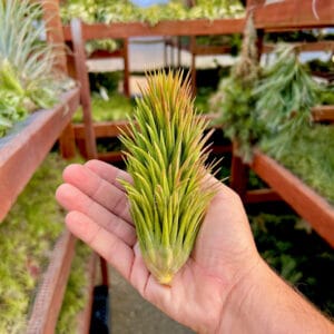 Alternative view of Tillandsia Ionantha "Totem Pole" Plant– Air Plant Succulent Plant for Indoor & Garden Planting