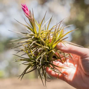 Tillandsia Tenuifolia Plant– Air Plant Succulent Plant for Indoor & Garden Planting