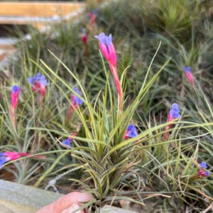 Alternative view of Tillandsia Tenuifolia Plant– Air Plant Succulent Plant for Indoor & Garden Planting