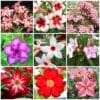 Adenium Obesum Desert Rose Bulb – Desert Rose Flower Bulb Plant Saplings for Garden Planting Set B, 1 Bulb Pack