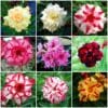 Adenium Obesum Desert Rose Bulb – Desert Rose Flower Bulb Plant Saplings for Garden Planting Set G, 1 Bulb Pack